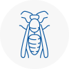 Seaham Harbour Wasp Nest Removal